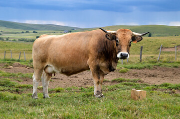 Obraz premium Beautiful Aubrac cow breed with a salt stone, in the mountain pasture. and under a thunderstorm sky. 