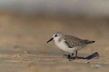 Sanderling, Calidris alba