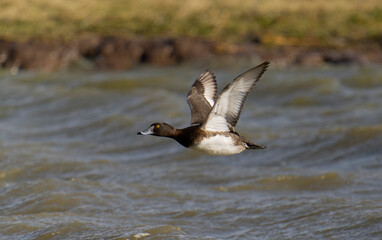 Tufted duck, Aythya fuligula