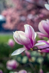 Fototapeta premium Magnolia tree in bloom in early spring