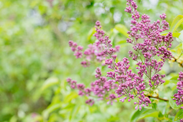 purple blooming varietal double lilac with green leaves in spring garden.Blooming branch of lilac.Spring floral background
