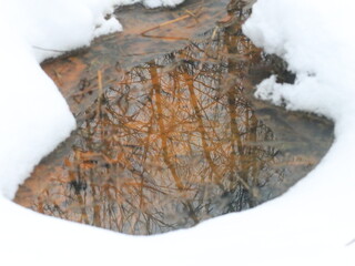 Yellow leaves in a puddle in the snow