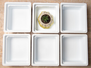 background of empty white plastic boxes for seedlings with potted flowers laid out on the table