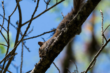Corkscrew Swamp Sanctuary squirrel