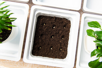 background of empty white plastic boxes for seedlings with indoor flowers and a box with earth and seeds laid out on the table