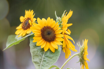 Naklejka premium Sunflower with streams of sunlight and bright yellow color