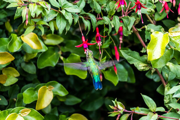 Colibri alimentándose de una de sus comidas favoritas, la Aljaba. © Luis
