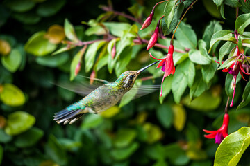 Colibri alimentándose de una de sus comidas favoritas, la Aljaba.