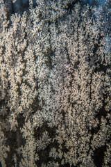 Frost patterns on glass in a close up