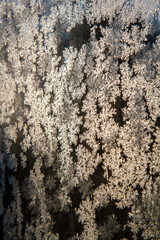 Frost patterns on glass in a close up