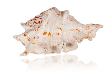 exotic tropical shell isolated on white background with reflection