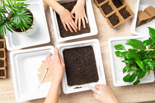 the hands of mother and child in the frame are planting seeds in the ground in a seedling box from a spray bottle on a table with supplies for planting flowers. top view