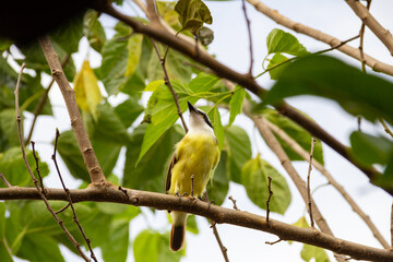Um pássaro amarelo empoleirado em um galho de uma amoreira. Pitangus sulphuratus.