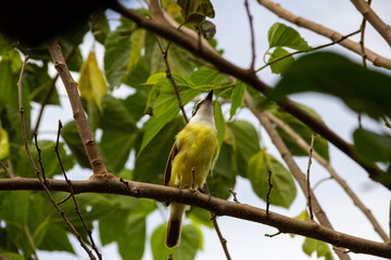 Um pássaro amarelo empoleirado em um galho de uma amoreira. Pitangus sulphuratus.