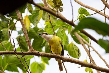 Um pássaro amarelo empoleirado em um galho de uma amoreira. Pitangus sulphuratus.