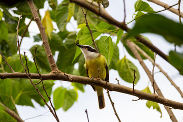 Um pássaro amarelo empoleirado em um galho de uma amoreira. Pitangus sulphuratus.
