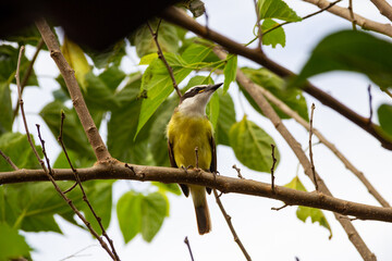 Um pássaro amarelo empoleirado em um galho de uma amoreira. Pitangus sulphuratus.