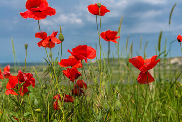 red poppies in a field among green grass