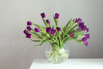Valentine's day or mothers day tulip flowers purple color