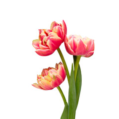 Spring flowers, tulips on pastel colors background. Retro vintage style.