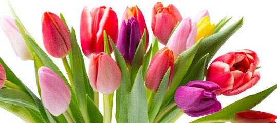 Tulips on the grey background.