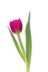 Lilac tulip flower on whitebackground.