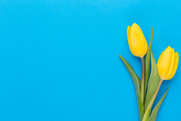 Yellow tulips on the blue background.