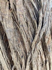 bark of a tree