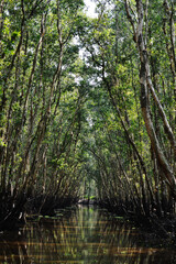 Mangrove Forest in Chau Doc, Vietnam