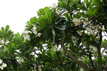 Frangipani Tree with white blooming flowers