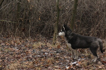 black and white wolf