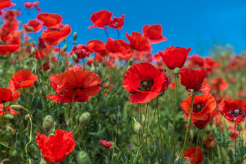Fototapeta premium Red poppy flowers in the oil seed rape fields