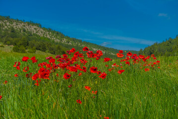 poppies in spring in may in a green field