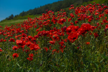 poppies in spring in may in a green field