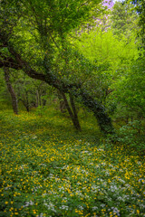 Naklejka premium wood anemone, spring flowers in the beech forest