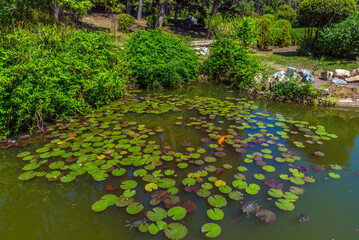 pond with red -eared turtles Crimea