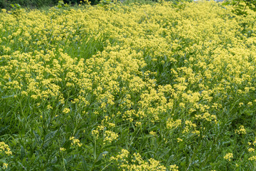 Obraz premium Russia. Kronstadt. June 10, 2020. Bright yellow flowers of the millennial.
