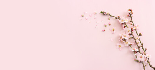 image of spring white cherry blossoms tree over pink pastel background