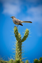 Fototapeta premium bird on a green cactus