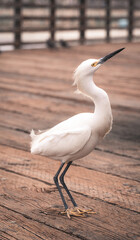 sea bird by the sea