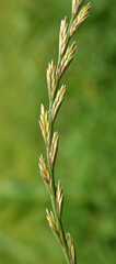 In nature, grows fodder grass ryegrass (Lolium).