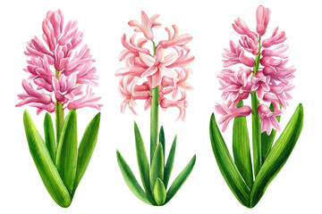 Flowers hyacinth, Watercolor floral illustration isolated on a white background.