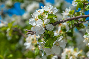 blooming apple tree against the blue sky
