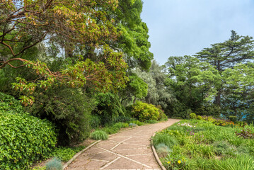 alley in the Nikitinsky Botanical Garden