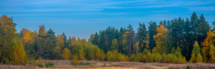 trees with autumn leaves , and  blue sky