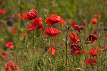 Red poppy flowers in the oil seed rape fields