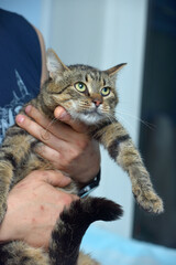 large brown tabby cat in hands
