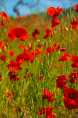 red poppies in spring on a sunny day among the green grass