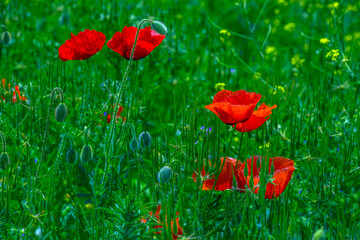 Obraz premium red poppies in spring on a sunny day among the green grass