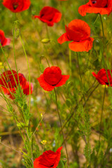 Fototapeta na wymiar red poppies in spring on a sunny day among the green grass